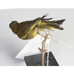 Goldfinch specimen mounted on plinth.