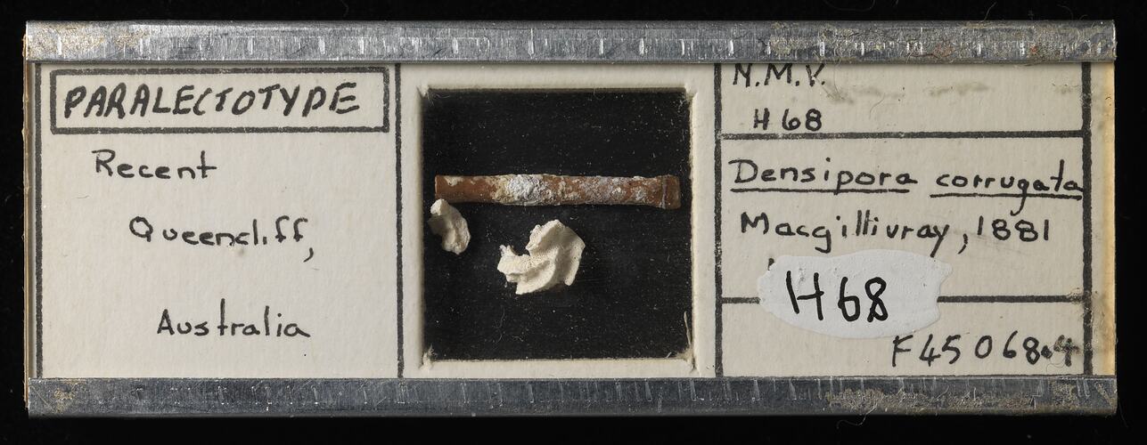 Metal-edged microslide with paper labels containing bryozoan specimen.