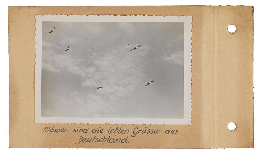 Gulls in the sky, Germany, 1955