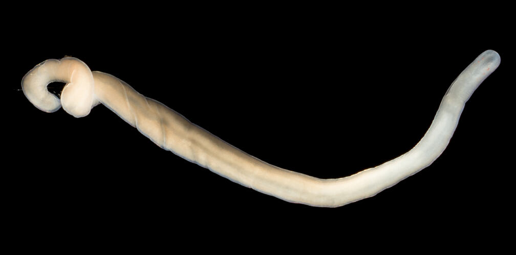 Long cream-white worm against black background.