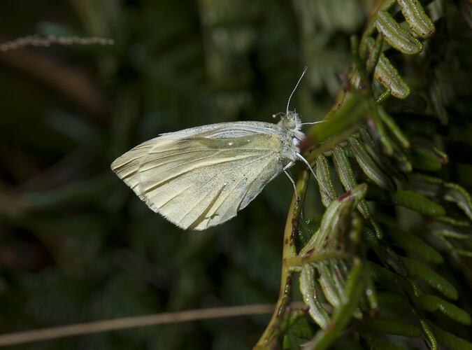 White butterfly on small leafy branch.