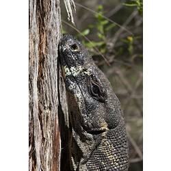 Lace monitor on a tree trunk, detail of head.