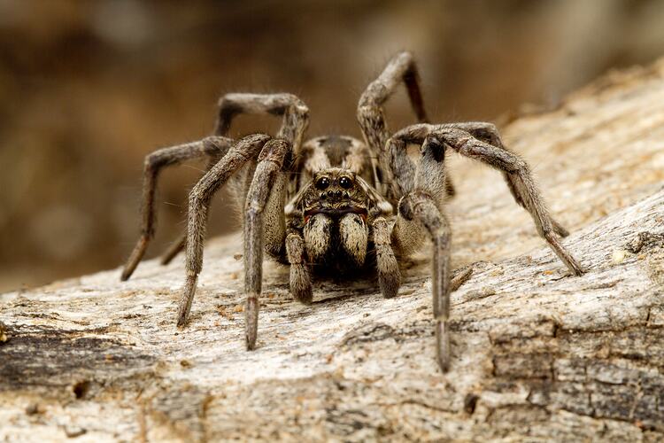 Front view of brown spider showing two rows of eyes.