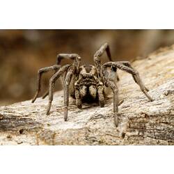 Front view of brown spider showing two rows of eyes.