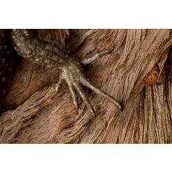 Tree Skink.
