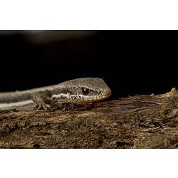 Boulenger's Snake-eyed Skink.