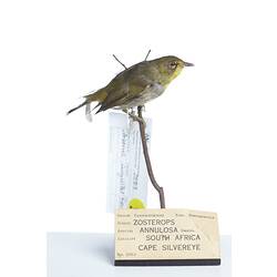 <em>Zosterops pallidus pallidus</em>, Cape White-Eye, mount.  Registration no. 25913.