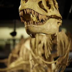 Tyrannosaurid dinosaur cast on display viewed from front.