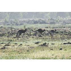 Three kangaroos on grasslands.