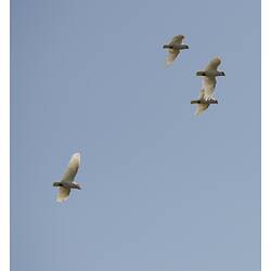 Four white cockatoos in flight viewed from below.