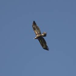 <em>Aquila audax</em>, Wedge-tailed Eagle