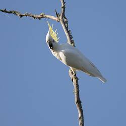 White Parrot with raised yellow crest on narrow vertical branch.