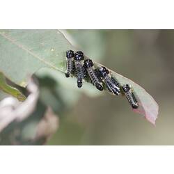 Family Chrysomelidae, Eucalyptus Leaf Beetle. The Heart Morass, Victoria.