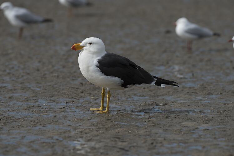 Black and white gull with orange and red beak standing on sand.