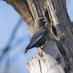 Grey-brown bird with white stripe on wing and blue bird on tree trunk.
