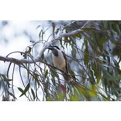 White and grey bird with blue face on tree branch.