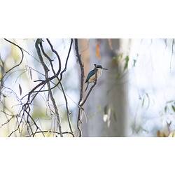 Sacred Kingfisher on branch.