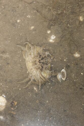 <em>Carcinus maenas</em>, European Shore Crab. Lakes Entrance, Victoria.