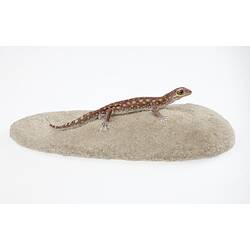 Cast model of brown lizard with white markings.