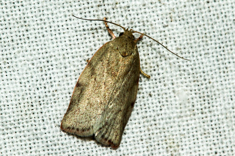 <em>Euchaetis inceptella</em>, moth. Murray Explored Bioscan.