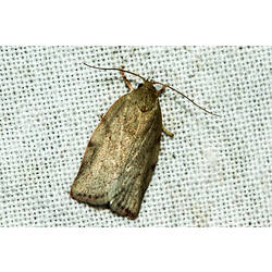 <em>Euchaetis inceptella</em>, moth. Murray Explored Bioscan.