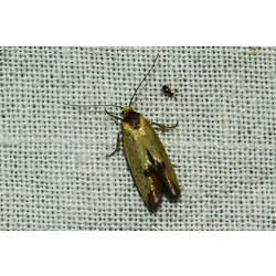 <em>Philobota protecta</em>, moth. Murray Explored Bioscan.