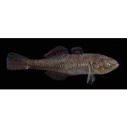 Carp Gudgeon.