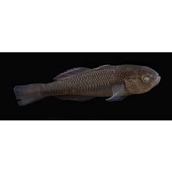 Carp Gudgeon.