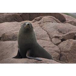 Fur seal sitting on rock.