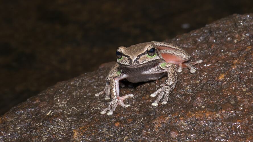 Brown frog with red flashes on legs sitting on rock.