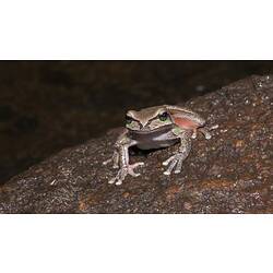 Brown frog with red flashes on legs sitting on rock.