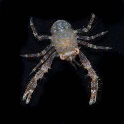 Brown squat lobster with blue markings.