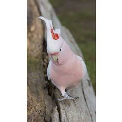 PInk and white bird on log.