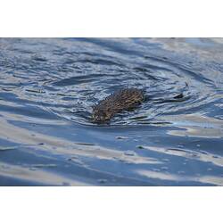 Rat swimming, mostly submerged, facing camera.