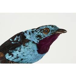 Close up of iridescent turquoise and black bird mount.