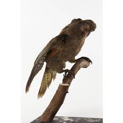 Olive green parrot specimen mounted on small branch.