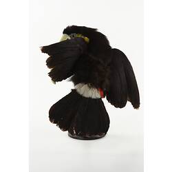 Rear view of toucan specimen mounted on perch.