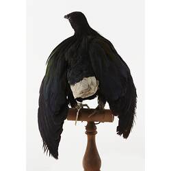Rear view of dark pigeon specimen mounted on perch.