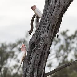 Two pink and white cockatoos on tree trunk.