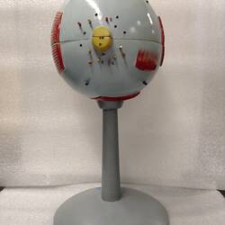 Back of model of human eye on grey stand.