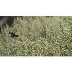 Brown and cream bird in flight over bush.