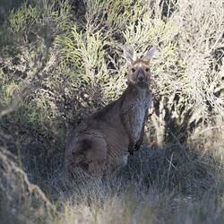 Grey Kangaroo standing in bush.