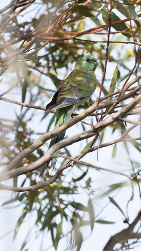 Green parrot in tree.