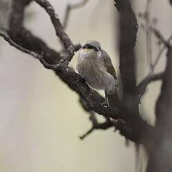 Fluffy honeyeater with yellow and black face on branch.