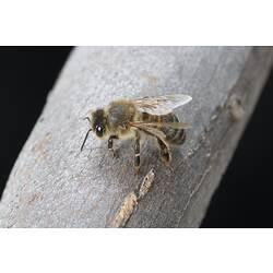 Honey Bee on tree.