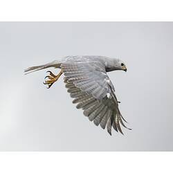 Grey bird in flight.