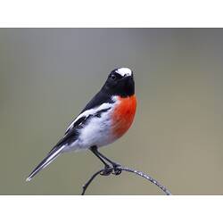 Red breasted, black and white bird with white cap.