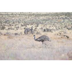<em>Dromaius novaehollandiae</em>, Emu. Wyperfeld National Park, Victoria.