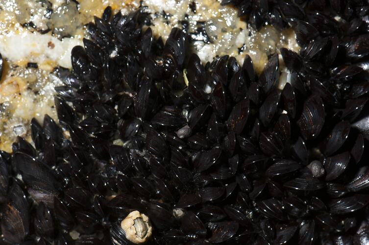<em>Limnoperna pulex</em>, Little Black Horse Mussel. Wilson's Promontory National Park, Victoria.