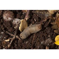 Class Diplopoda, millipede. Wilsons Promontory National Park, Victoria.